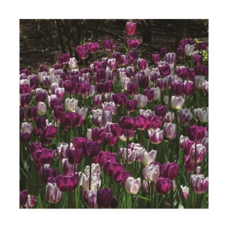 Trademark Fine Art Kurt Shaffer Photographs 'Purple and white tulip garden' Canvas Art, 14x14 KS01602-C1414GG